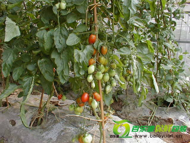 陽(yáng)臺(tái)種植小番茄.JPG