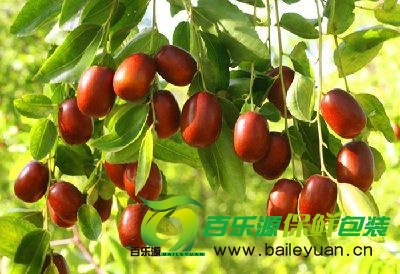 鮮棗如何保存 鮮棗的貯藏保鮮技術(shù)
