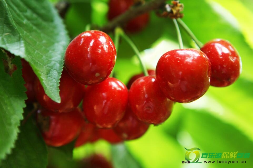 孕婦能吃櫻桃嗎？