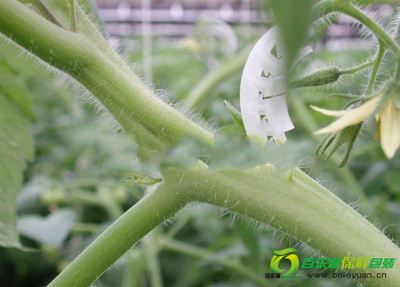 番茄裂莖是咋回事？