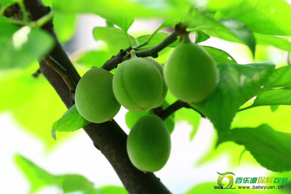 青梅是梅子青的時(shí)候嗎？