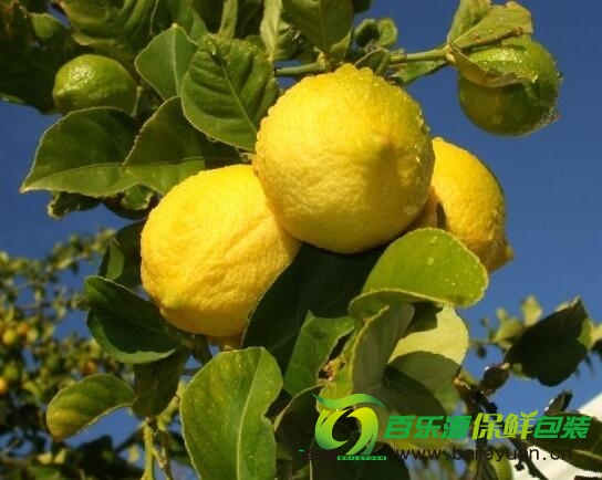 檸檬樹種植時需要注意那些？