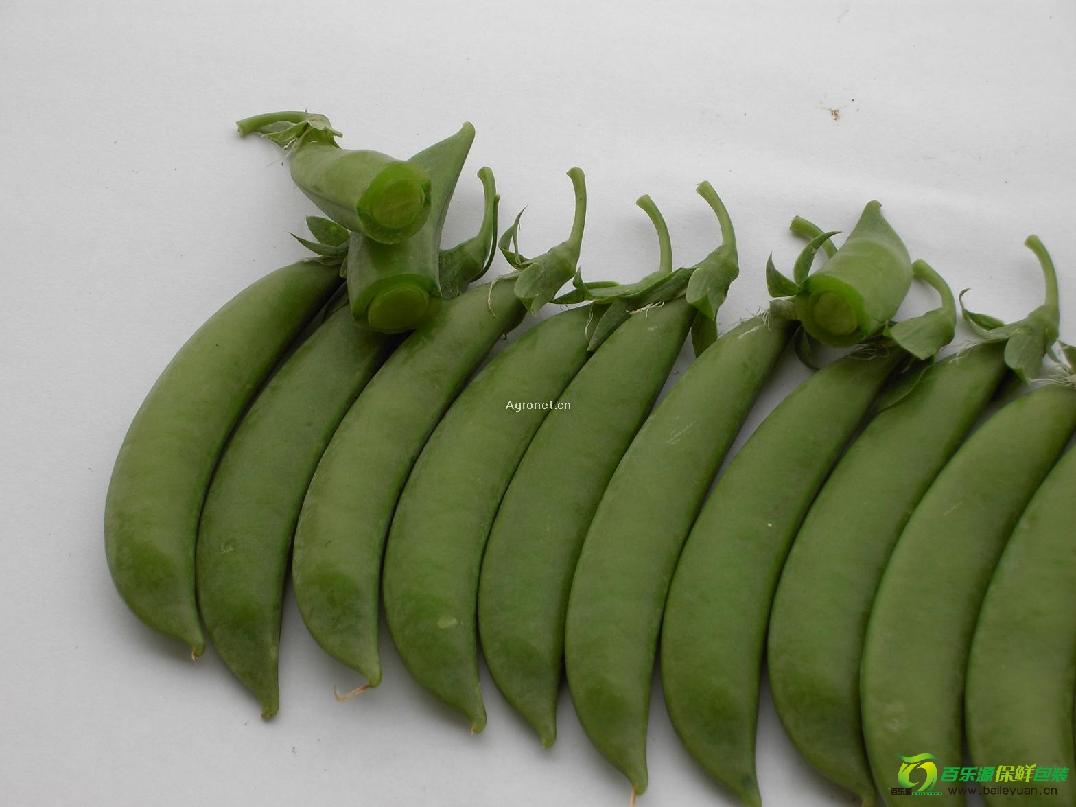 高血壓能吃甜豆嗎？